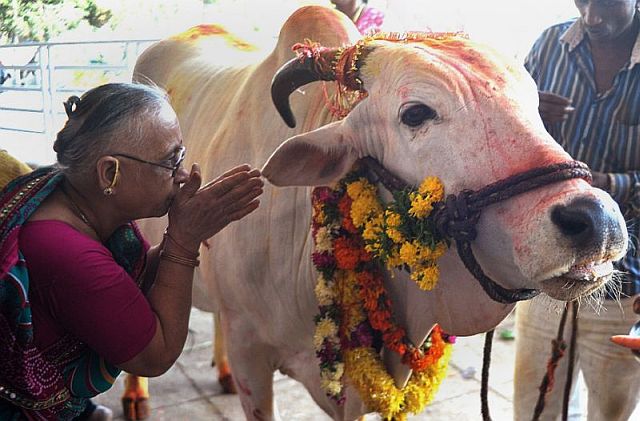 Cows are revered in the Hindu scriptures as the “mother” of civilization, and many worshippers equate the slaughter of cows or eating beef as blasphemy. (AFP)