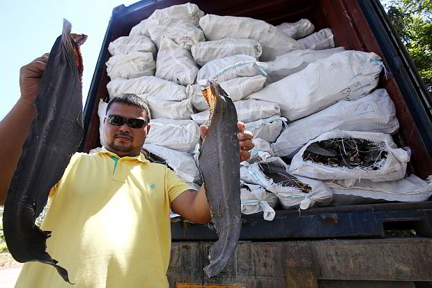 chief Loy Madrigal holds up samples of shark fins loaded in a 20-foot container van stopped at the Marcelo Fernan Bridge.