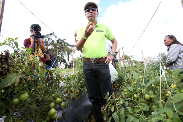 Cebu City mayor Michael Rama taste one of the tomato before the tomato plants in  Cebu City government own vegetable farm on sitio Sip-Ak barangay Sudlon 1 during his visit with City Hall department heads yesterday.(CDN PHOTO/JUNJIE MENDOZA)
