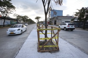 The six trees left on S. Osmeña Road were fenced after two-way traffic was reopened in the area. (CDN PHOTO/ JUNJIE MENDOZA)