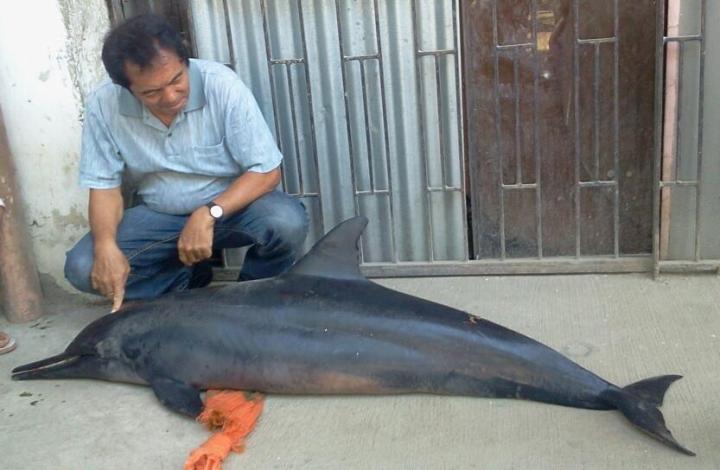 Orlando Leyson, head of the City Fisheries and Aquatic Resources Management Council Office (CFARMCO),  inspects a dead spinner dolphin that fishermen found in Caubian islet in Lapu-Lapu City. (CDN PHOTO/ NORMAN MENDOZA)