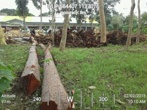 Mahogany logs lay on the ground outside the Pinamungajan District Hospital. The DENR said the cutting is illegal. Another agency, the Dept. of Health is building a maternity center there. (DENR 7 PHOTO)