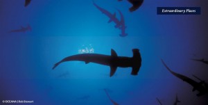 Tañon Strait which is known for its rich biodiversity is an important habitat of sharks like these hammerhead sharks. (Contributed/ Oceania