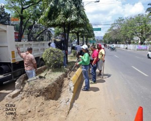 The Indian trees were still standing at the traffic island along Escario Street when Cebu City Hall personnel began work on reducing the island's width in order to ease traffic congestion there. (CDN PHOTO/ LITO TECSON)