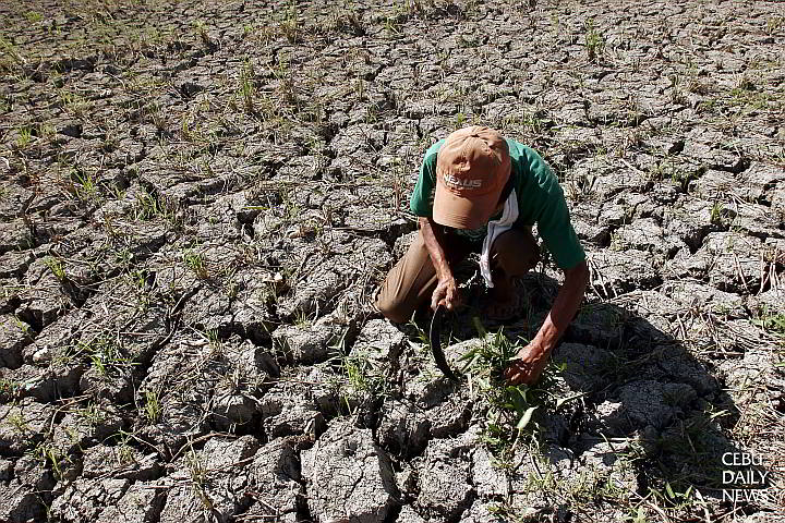 During a dry spell in April  2007, a farmer struggles to tend to his rice paddy in Carcar town, south Cebu.  (CDN FILE PHOTO)