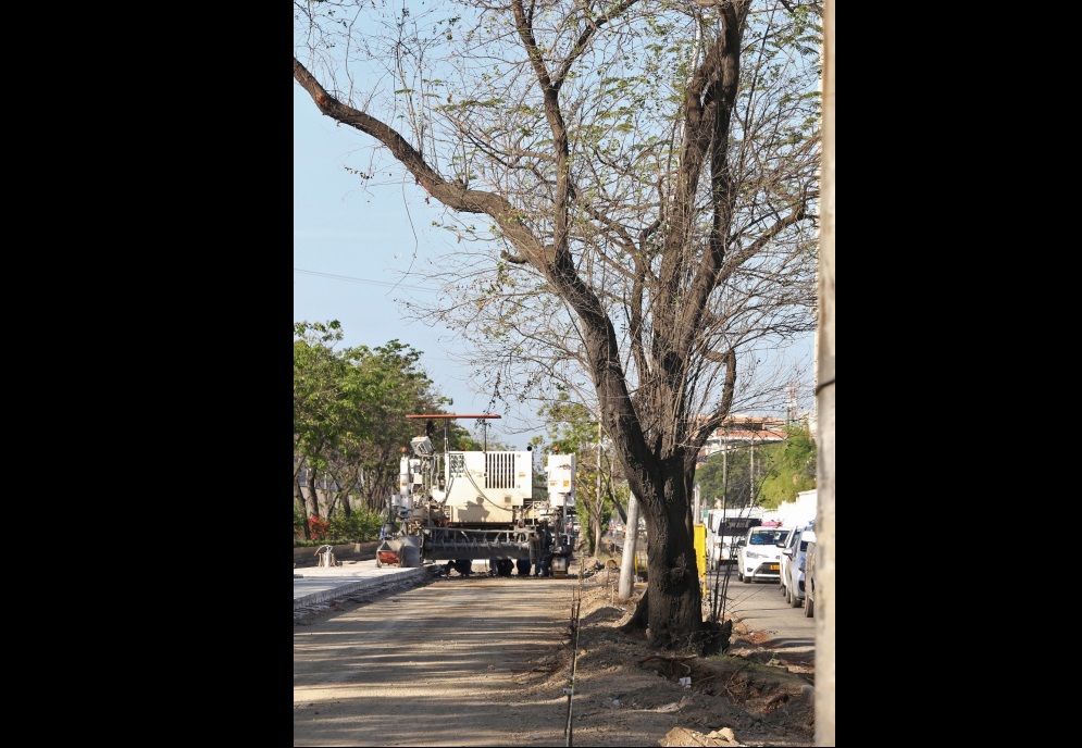 One of several trees that remain standing along S.  Osmeña Road. (CDN PHOTO/ JUNJIE MENDOZA)