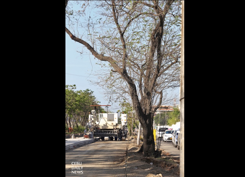 79 missing trees on S. Osmena road to be replaced.