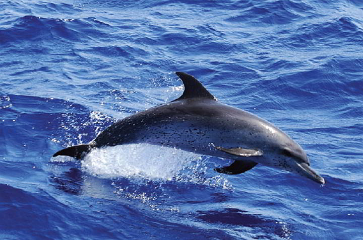 A dolphin frolic in the Tanon Strait. (Oceana)