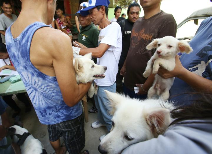 Dog owners troop to the Kalunasan barangay hall in Cebu City to have their pets vaccinated during the barangay's anti-rabies campaign. The same should be done in towns and cities of Cebu province where rabies cases tend to rise during summer. (CDN PHOTO/ JUNJIE MENDOZA)