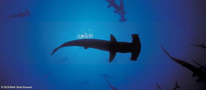  Hammerhead sharks are some of the endangered species found in the Tañon Strait between Cebu and Negros islands.  photo courtesy of OCEANA.
