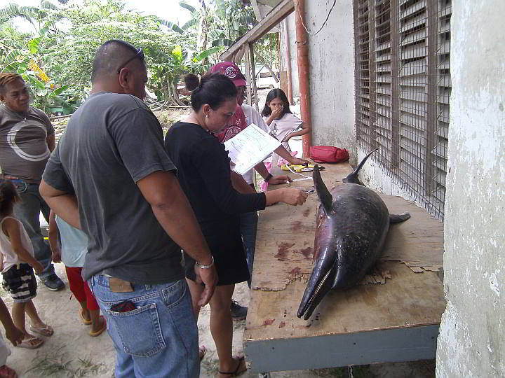 Personnel from the Bureau of Fisheries and Aquatic Resources  examine a dead spinner dolphin that was washed ashore in barangay Punta Engaño, Lapu-Lapu City. (CDN PHOTO/NORMAN MENDOZA)