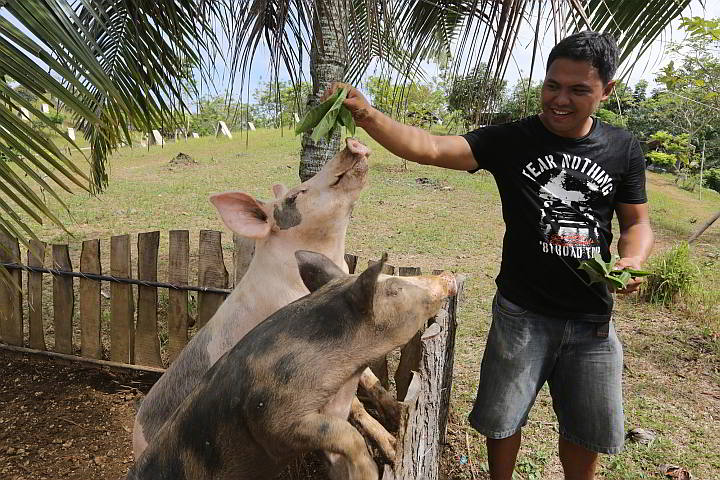 Wilson Balmaceda feeds his “happy pigs”  fresh leaves of madre de agua, a shrub used as  animal fodder in several countries. (CDN PHOTO/ TONEE DESPOJO)