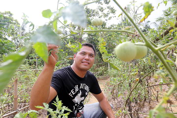  Overseer Wilson Balmaceda shows tomatoes on the vine, part of the organic farm in  the family-owned  Monteray Resort (CDN PHOTO/ TONEE DESPOJO)