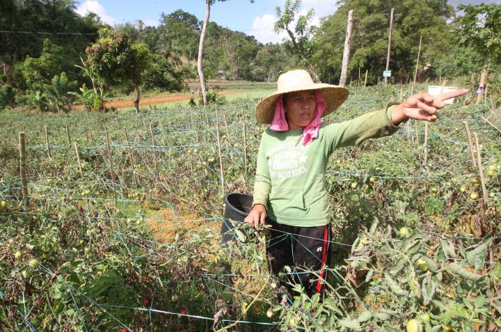 A farmer gestures in the middle of her plots of tomatoes. (CDN FILE PHOTO)