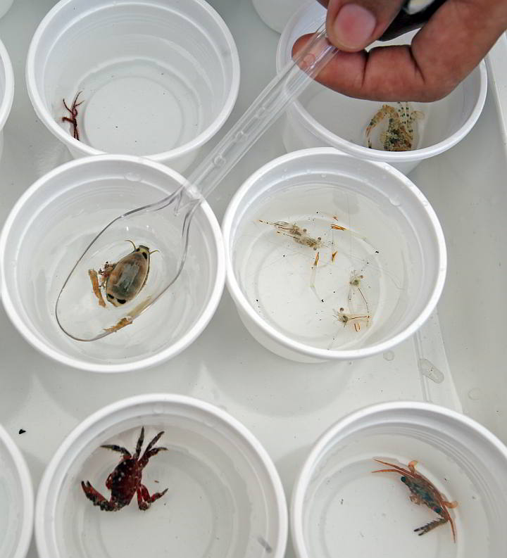  Different marine organisms found in the seabed of the marine sanctuary in barangay Alegria in Cordova show the site is recovering after years of destruction by blast fishing. The tiny fish, crabs and other species were retrieved from an underwater device called the  Autonomous Reef Monitoring Structure. (CDN PHOTO/ JUNJIE MENDOZA)