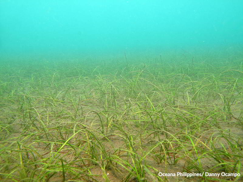 Seagrass beds found at the proposed site of the Toledo reclamation project. 