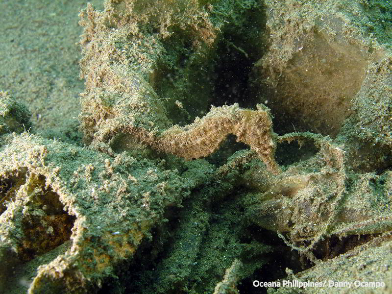 Seahorses are abundant in the area. This one is visible even from the surface. 