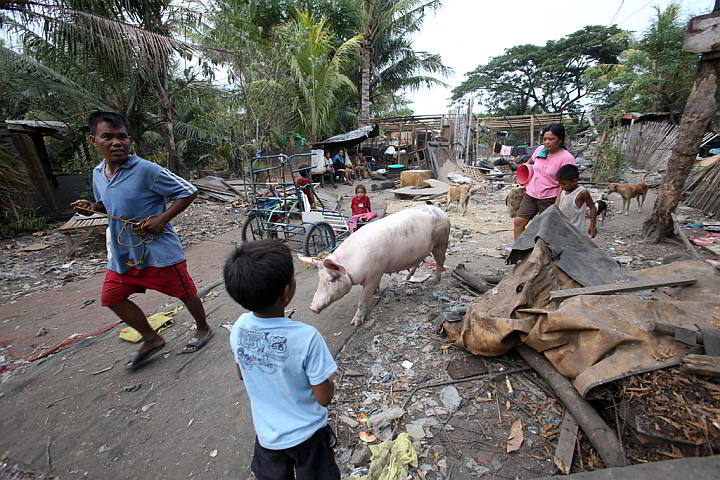 Residents had to transfer their hogs after demolition team destroyed their houses in barangay Inayawan. (CDN PHOTO/ JUNJIE MENDOZA)