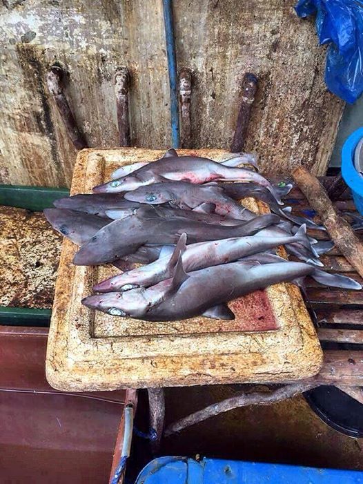 shark for sale in dalaguete