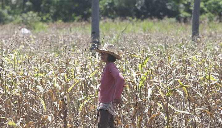 A farmer tends to her corn crops in a town in Cebu province in this 2008 file photo. (CDN FILE)