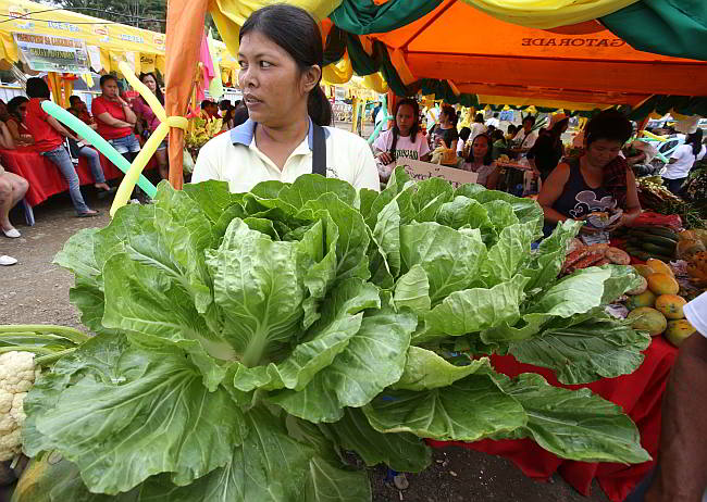 Giant lettuce produce showcased. (SHOWCASE: One of several stalls that offer fresh produce during the opening of the “Pahugyaw sa Kabukiran” in the mountain barangay of Malubog, Cebu City. (CDN PHOTO/JUNJIE MENDOZA)