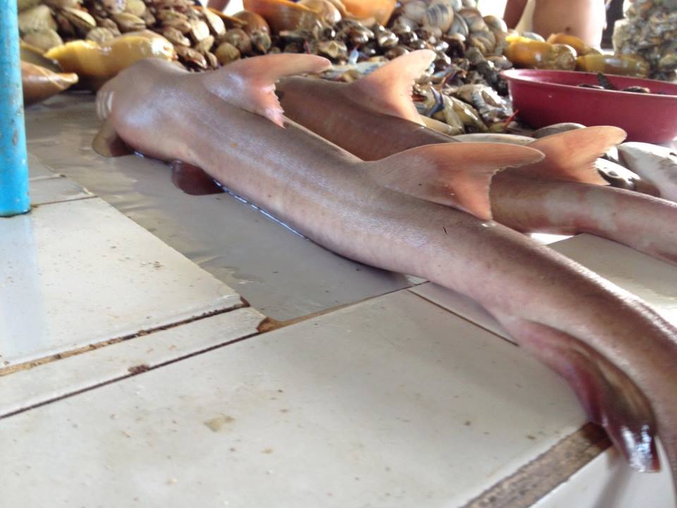 Coral Catsharks and baby Nurse Sharks are sold for P50 to P80 per kilo in the Bantayan town wet market in these photos taken by marine biologist Ma. May saludsod on June 3, 2015. A Cebu province ordinance bans the capture, killing and sale of all kinds of sharks.(CONTRIBUTED)