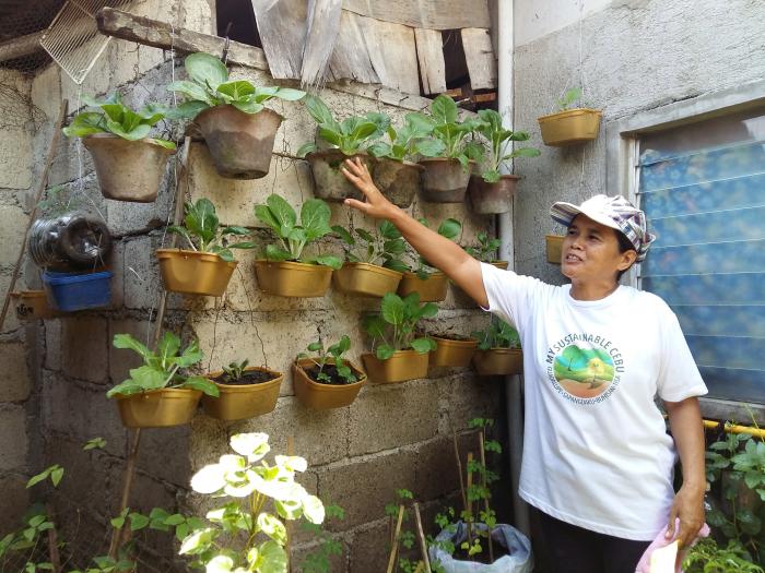 Dolia Caburnay, purok's assistant treasurer shows pechay and other vegetables grown in hanging pots of a vertical garden in barangay Guadalupe, Cebu City. The greens are mixed with crushed ice and banana into a tasty shakes for a feeding program for neighborhood kids. (CDN PHOTO/ MARIAN Z. CODILLA)