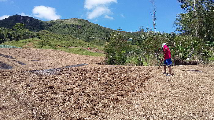 Dalaguete is known as the Vegetable Basket in Cebu province but the summer's dry spell is giving farmers a hard time to grow their crops. (CDN PHOTO/APPLE MAE TA-AS)