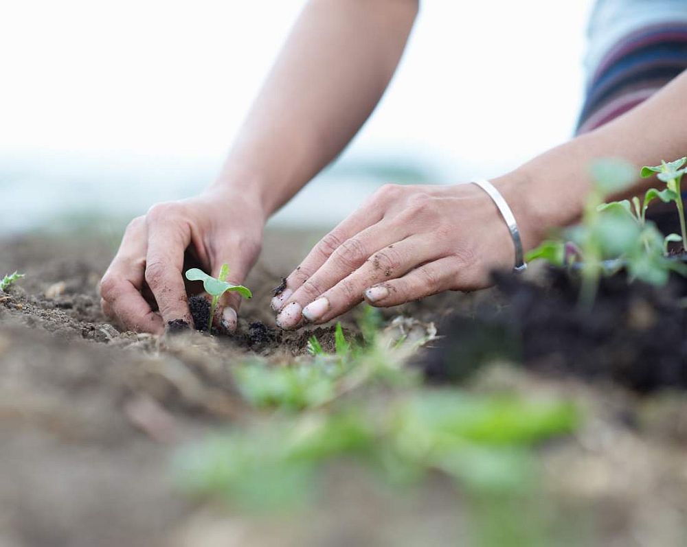 Woman planting seedlings.