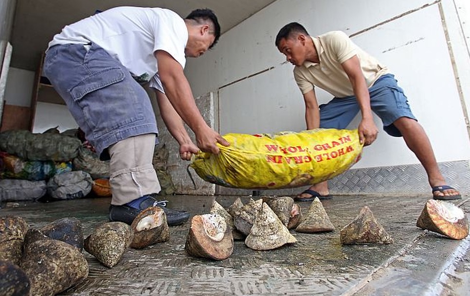 BFAR-7 staff conduct an inventory of the seized shells from Palawan. (CDN PHOTO/JUNJIE MENDOZA)