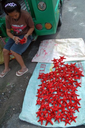 A woman paints dried starfish with latex paint before selling it to a shop in Cebu City in this June 2011 file photo. Sacks of starfish were seized in Carmen town, northern Cebu last Saturday.