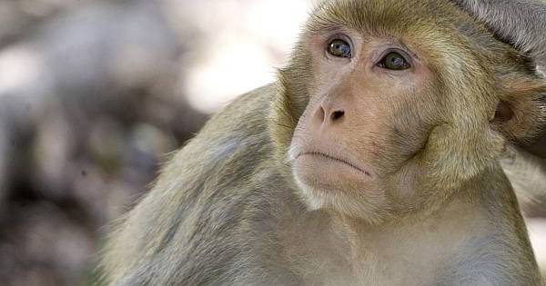 In 1989, dozens of macaques imported from the Philippines suddenly died at a research laboratory in Reston, Virginia and were later found to have Ebola virus. (AP)