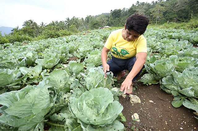 A farmer tends to her vegetable farm in Argao town in southern Cebu. CDN PHOTO/LITO TECSON