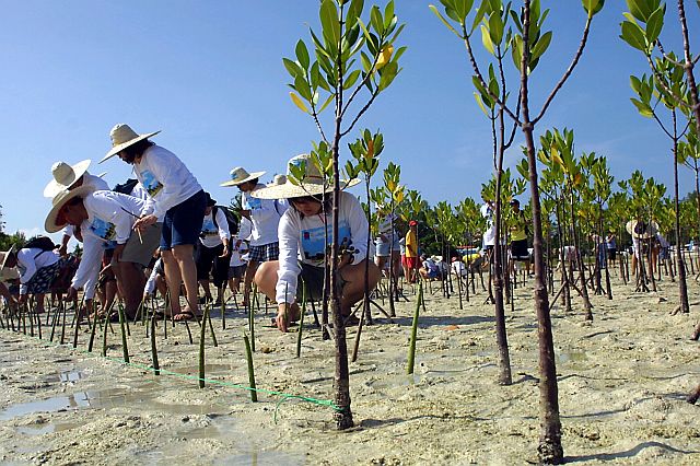 MANGROVES/APRIL 22,2006:Volunteers from different business group plants mangroves in Barangay Santarosa Olango island.(CDN PHOTO/LITO TECSON)