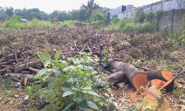 More or less 50 Mango trees in an estimated 2 hectare land in Barangay Tabok, Mandaue City were toppled without permit from Mandaue City Environment and Natural Tesources Office.(CDN/PHOTO/NORMAN MENDOZA)