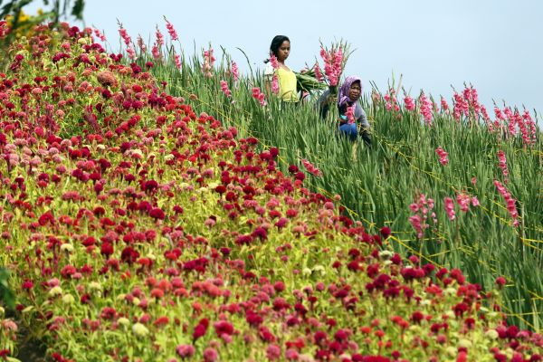Flower farms are in full bloom in mountain barangays of Cebu City, ready for harvest in time for All Saints' and All Souls' Day. (CDN PHOTO/JUNJIE MENDOZA)