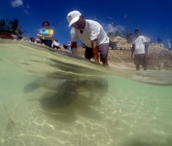 A fisherman found this Olive Ridley Sea Turtle stranded in a mangrove in Olango Island on Wednesday. Yesterday, it was released back to the sea at Crimson Resort's beach with Lapu-Lapu City Mayor Paz Radaza watching. (CDN PHOTO/NORMAN MENDOZA)