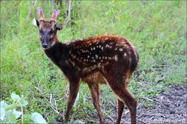 Prince Alfred's spotted deer (Rusa alfredi). (PBCFI WEBSITE)