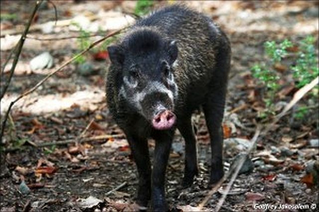 Visayan warty pig (Sus cebifrons). (PBCFI WEBSITE)