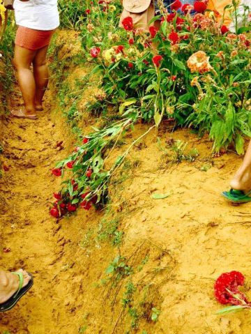 An overflow of visitors damaged several flower beds in the farm of Maria Elena Sy Chua in upland barangay of Sirao, Cebu City.