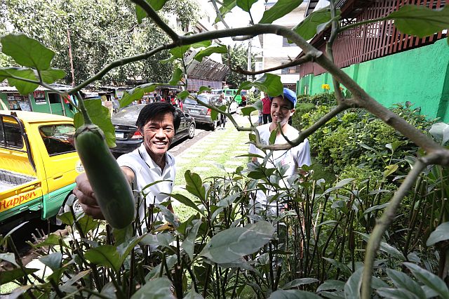 POCKET PARKS/NOV. 7, 2015: Joey Baclayon (left) Cebu City Agriculturist and Francis Baclayon, Co-founder Youth for Livable Cebu shows a grown Egeplant in a pocket park infront of the San Roque sports complex which is part of the Great Urban Challenge which was launch yesterday at the complex.(CDN PHOTO/JUNJIE MENDOZA)