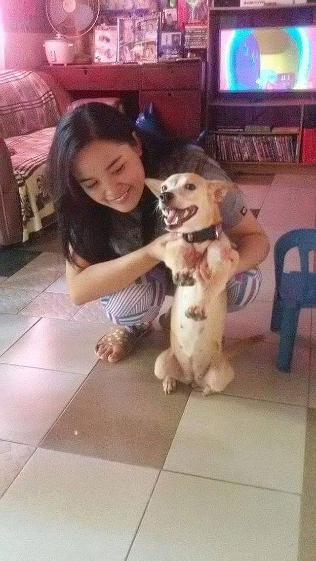 Mika who was earlier diagnosed with tumor finds a new home. (Rehabilitate Mandaue Pound Dogs FB)