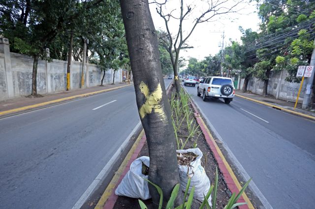 The "X" mark on trees in the middle of Pope John Paul II Avenue shows which trees are being identified for removal by earthballing. However, no permit has been issued yet by the environment department. (CDN PHOTO/LITO TECSON)