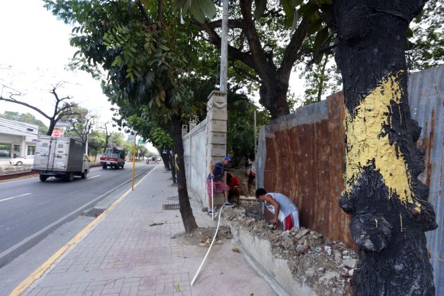 SCHEDULED FOR REMOVAL. The trees marked with yellow X at a center island along Pope John Paul II Avenue are due to be earthballed and replanted somewhere else. Will this really ease traffic? (CDN PHOTO/JUNJIE MENDOZA)