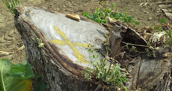 The stump of a large Lamio forest tree marked "x" was estimated to be over 100 years old.