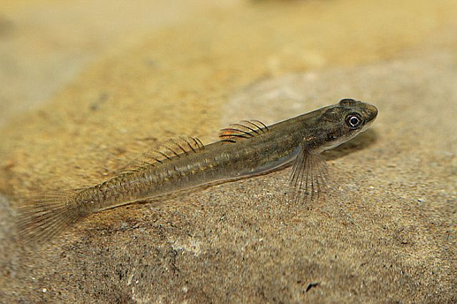 The  Sicyopus cebuensis used to thrive in Cebu rivers. (seriouslyfish.com) 