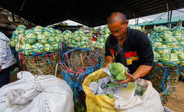 A vendor wraps a freshly harvested cabbage at a trading center in Mantalongon, Dalaguete town in southern Cebu. (CDN FILE PHOTO)