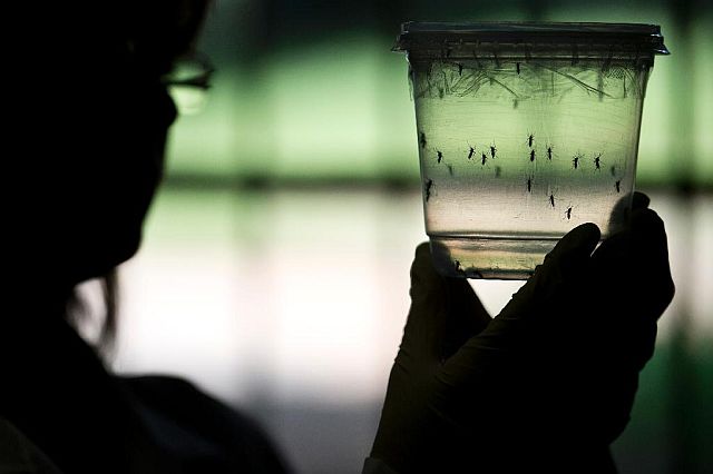 A researcher looks at Aedes aegypti mosquitoes at a lab of the Institute of Biomedical Sciences of the Sao Paulo University in this January 8 photo. (AFP PHOTO)