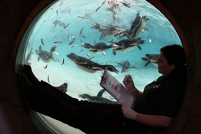 Humboldt Penguins swim in their pool as a keeper looks on through a spherical window during the annual stocktake press preview at London Zoo in Regents Park in London on Monday. (AP PHOTO)