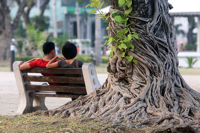 This old tree at the Plaza Independencia in Cebu City is a mute  witness to the declarations of love made by countless  couples to each other  on Valentine’s Day. (CDN PHOTO/TONEE DESPOJO)